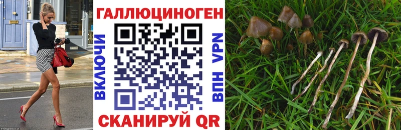 Галлюциногенные грибы Cubensis Таганрог